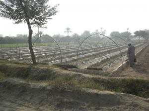 UHS Tarnal Project