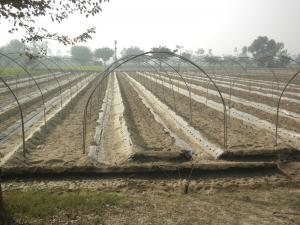UHS Tarnal Project